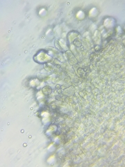 Resinomycena rhododendri