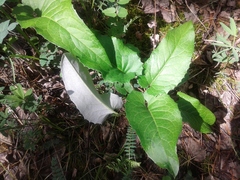 Saussurea controversa