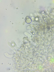Resinomycena rhododendri