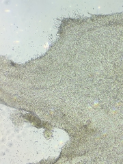Resinomycena rhododendri