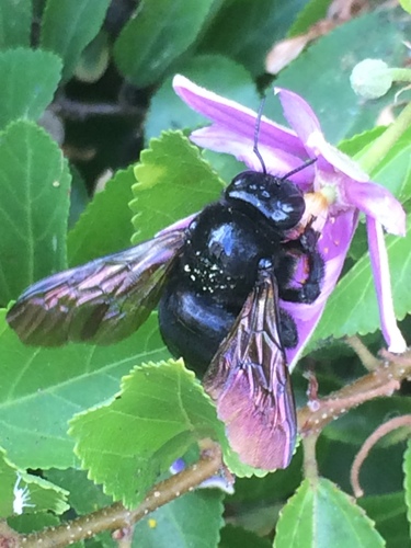 Valley Carpenter Bee