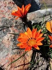 Gazania ciliaris