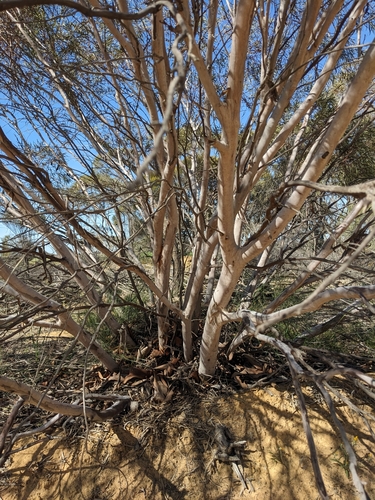 Narrow-leaved Sandplain Mallee (Eucalyptus arctata)