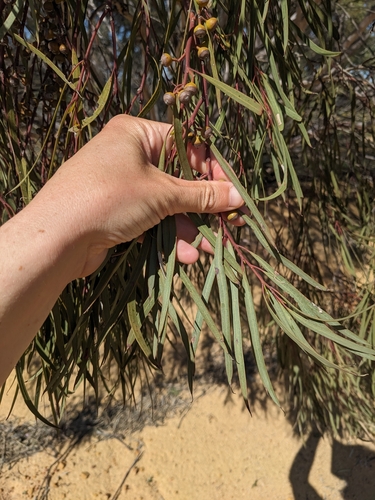 Image of Eucalyptus arctata by (c) Nina Kerr, some rights reserved (CC BY)