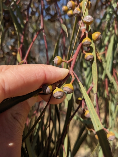 Image of Eucalyptus arctata by (c) Nina Kerr, some rights reserved (CC BY)