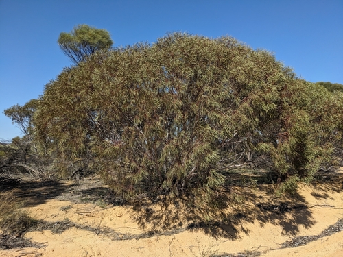 Image of Eucalyptus arctata by (c) Nina Kerr, some rights reserved (CC BY)