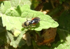 Dasymutilla sicheliana