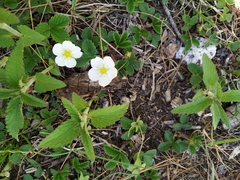 Fragaria nubicola