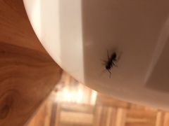 Camponotus pennsylvanicus