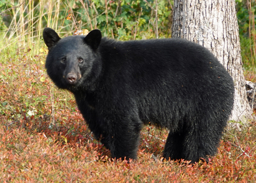 American Black Bear photographed in Massachusetts