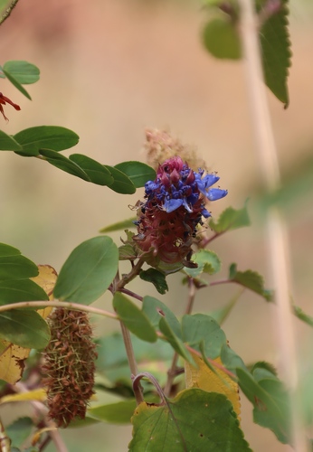 Image of Coleus livingstonei by (c) Tony Rebelo, some rights reserved (CC BY-SA)