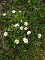 Bellis perennis
