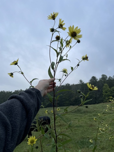 Image of Helianthus giganteus by (c) Alicia Ballard, some rights reserved (CC BY)