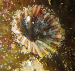 Siphonaria propria