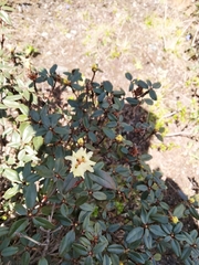 Rhododendron anthopogon