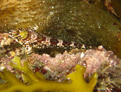 Bellapiscis lesleyae