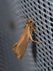 Crassa unitella