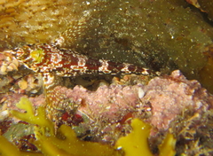 Bellapiscis lesleyae