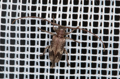 Exocentrus adspersus