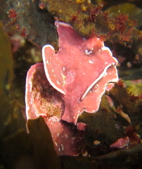 Lithophyllum carpophylli