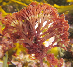 Melanthalia abscissa