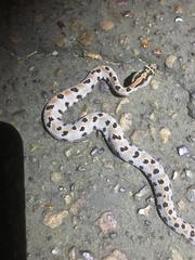 Sistrurus miliarius streckeri