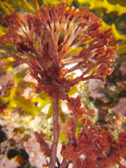 Melanthalia abscissa