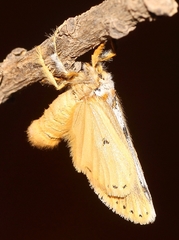 Lacipa picta