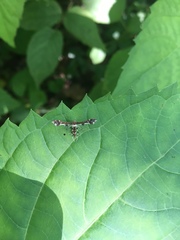 Geina tenuidactylus
