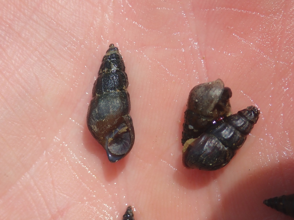Iris Elimia