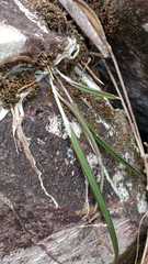 Brassavola appendiculata