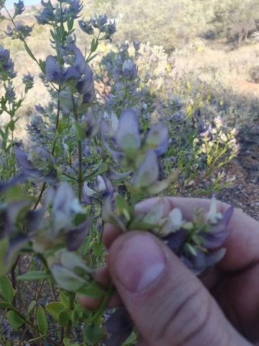 Image of Prostanthera striatiflora by (c) maxark, some rights reserved (CC BY)