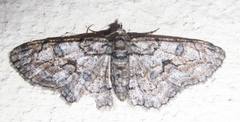 Orbamia octomaculata