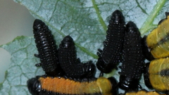 Paropsisterna agricola