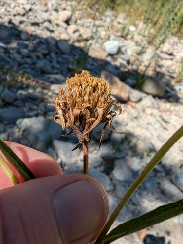 Image of Helianthus californicus by (c) joergmlpts, some rights reserved (CC BY)