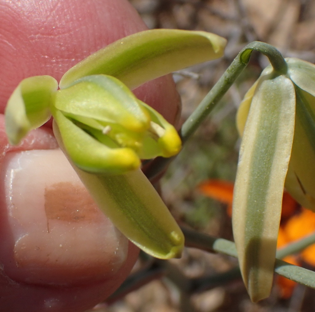 Albuca longipes, Garies, 8220, South Africa