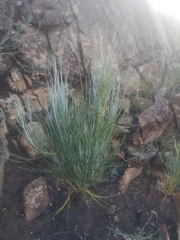 Anginon swellendamense