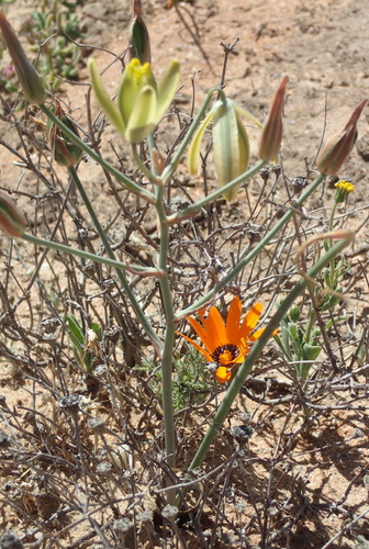 Albuca longipes