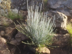 Anginon swellendamense