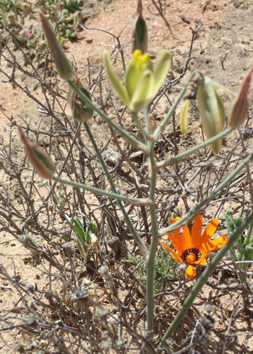 Albuca longipes