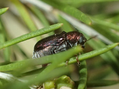 Aporocera viridis