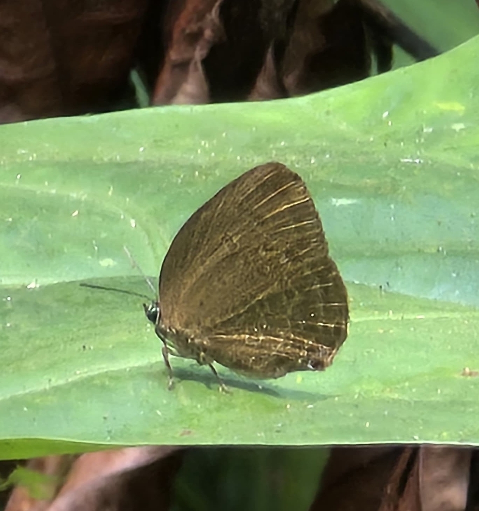 Major Yellow Oakblue