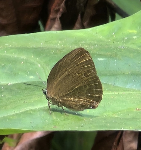 Major Yellow Oakblue