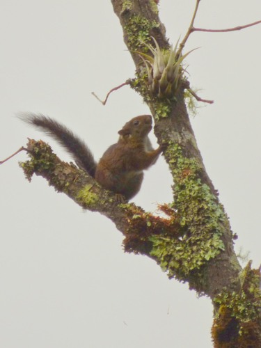 Andean Squirrel