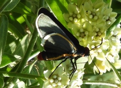 Mysoria affinis