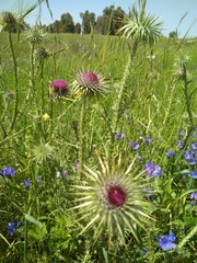 Onopordum carduiforme