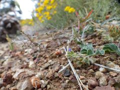 Nemacladus capillaris