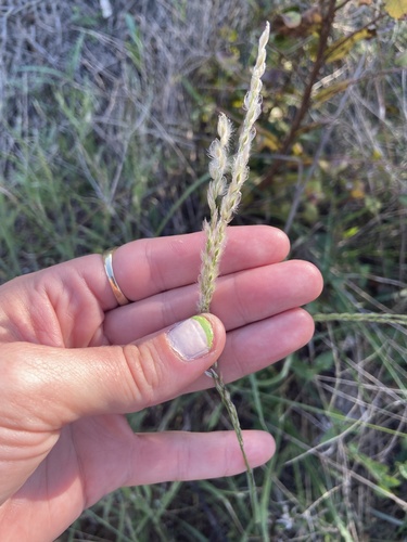 Image of Arizona Cottontop (Digitaria californica) by no rights reserved
