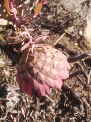 Protea sulphurea
