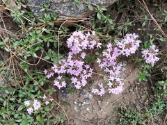 Thymus linearis